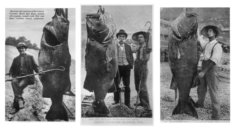 A Giant Fish Story Natural History Museum   Giant Sea Bass Historical Photos Catalina  